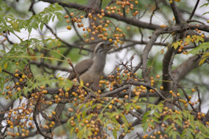 Pájaro comiendo frutos del cinamomo