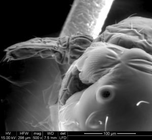 Magnificación del detalle de la ninfa eclosionando de la liendre