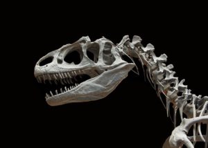 Fósil de dinosaurio