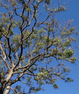 Árbol de neem