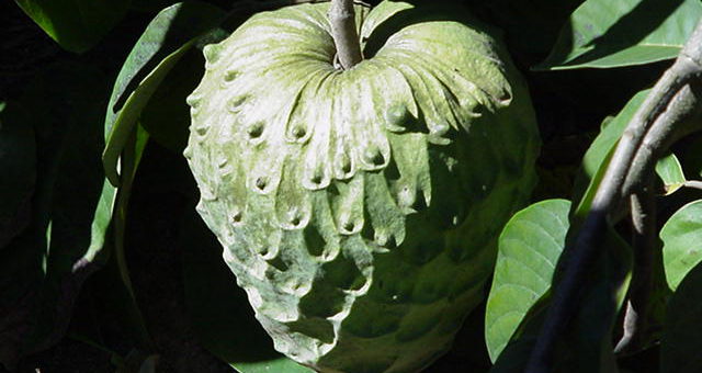 Anona da madeira