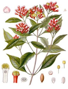 Syzygium aromaticum (Plantas medicinales de Köhler)