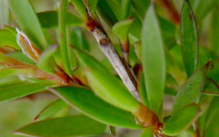 Hojas del Arbol del Té