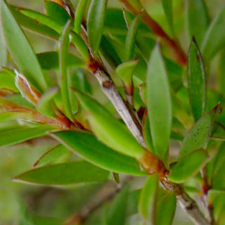 Hojas del Arbol del Té