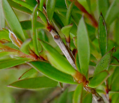 Hojas del Arbol del Té
