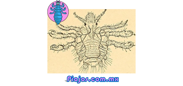 Piojos genitales