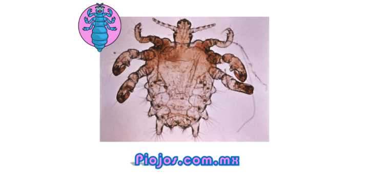 Piojo púbico