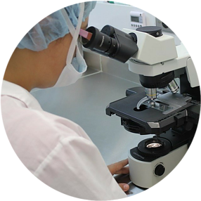 Epidemia de piojos - Estudio en el microscopio